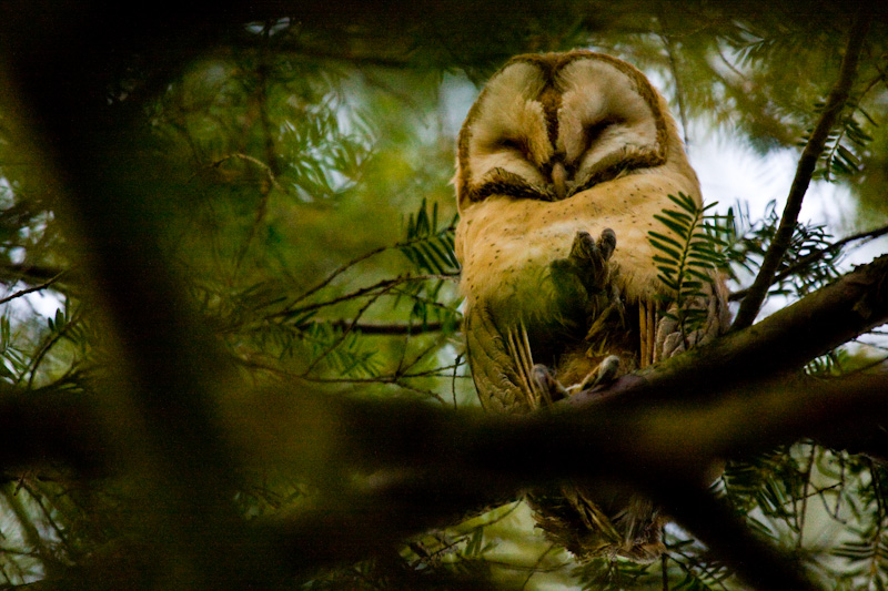 Barn Owl